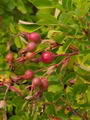 prickly wild rose